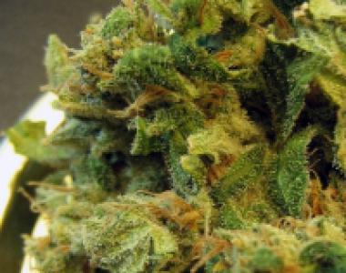 BC Bud Depot - Burmese cannabis seed