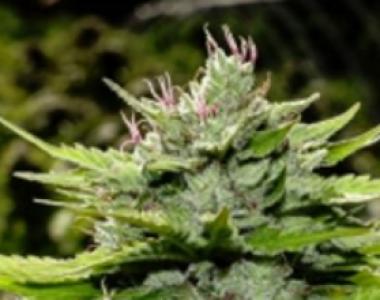 BC Bud Depot - CBD God Bud cannabis seed