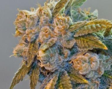 BC Bud Depot - Chem Fire cannabis seed
