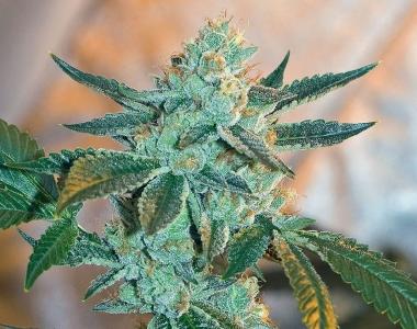BC Bud Depot - Fire OG BX3 cannabis seed