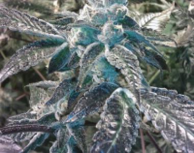 BC Bud Depot - Girl Scout Cookies cannabis seed