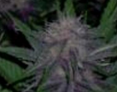 BC Bud Depot - Original Blueberry cannabis seed