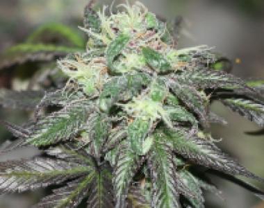 BC Bud Depot - Purple Buddha cannabis seed