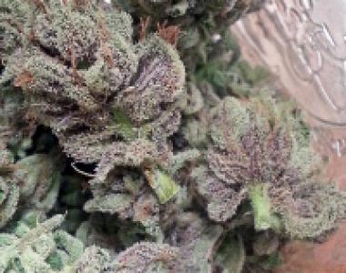 BC Bud Depot - SoCal MasterKush cannabis seed