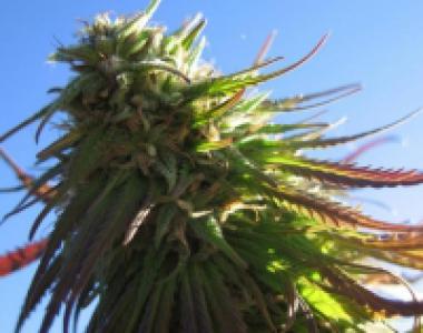 BC Bud Depot - Texada Timewarp cannabis seed