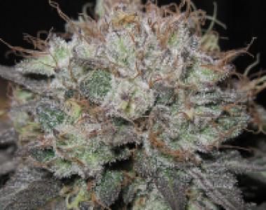BC Bud Depot - The Big cannabis seed