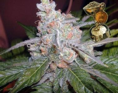 BC Bud Depot - The Purps cannabis seed