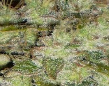 BC Bud Depot - Truly Fruity cannabis seed