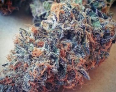 BC Bud Depot - Ultimate Purple cannabis seed