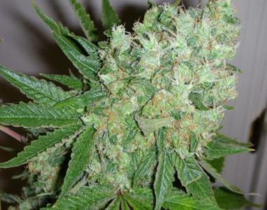 Big Buddha - Blue Cheese Automatic cannabis seed