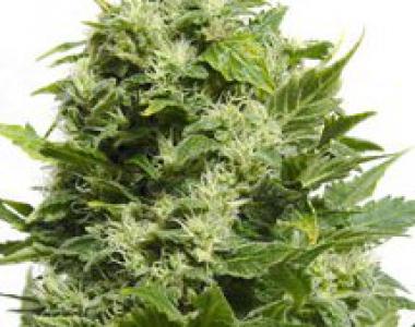 Big Buddha - Bubble Cheese cannabis seed