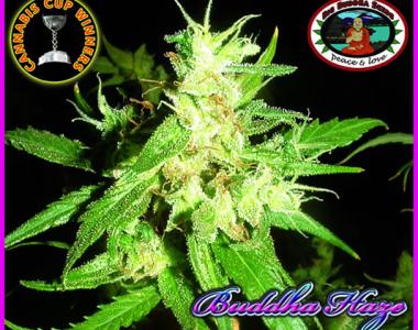 Big Buddha - Buddha Haze cannabis seed