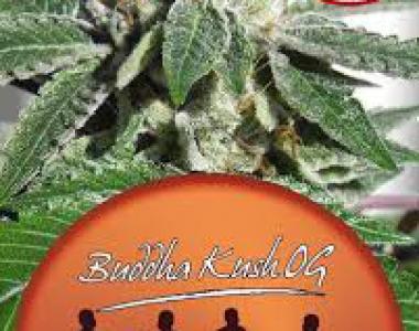 Big Buddha - Buddha Kush OG cannabis seed