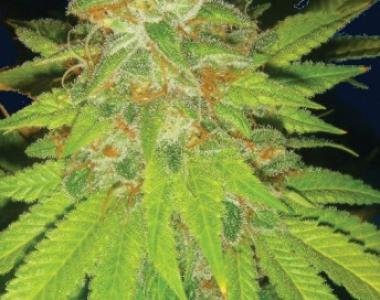 Big Buddha - Buddha Tahoe cannabis seed