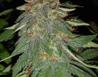 Big Buddha - Cheese Automatic cannabis seed