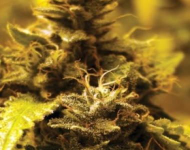 Big Buddha - Cheese Dawg cannabis seed
