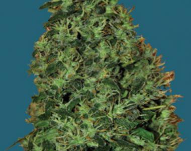 Big Buddha - Cheesey Dick cannabis seed