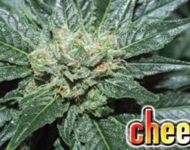 Big Buddha - Cheesus cannabis seed