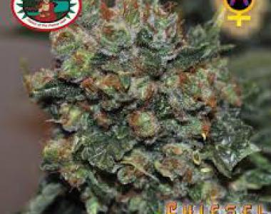 Big Buddha - Chiesel Automatic cannabis seed