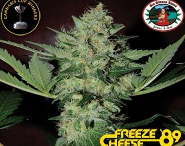 Big Buddha - Freeze Cheese 89 cannabis seed
