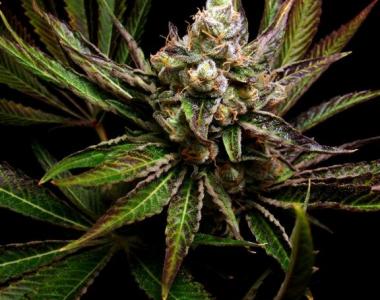 Big Buddha - G Bomb cannabis seed