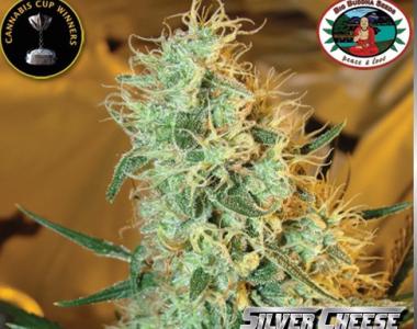 Big Buddha - Silver Cheese cannabis seed