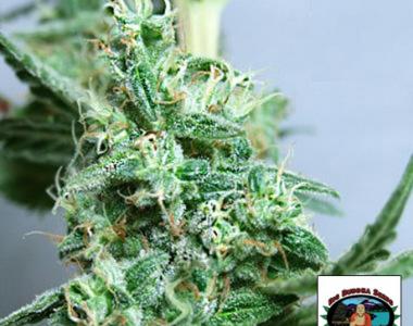 Big Buddha - Sour Chiesel cannabis seed