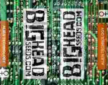 Big Head Seeds - Alien Technology cannabis seed