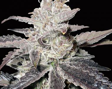 Big Head Seeds - Freeze Berry Auto cannabis seed