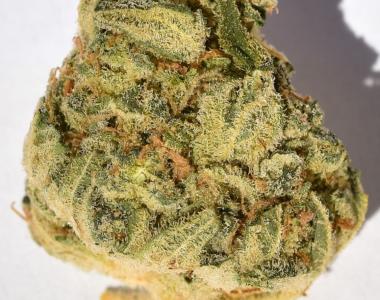 Big Head Seeds - Bruce Banger cannabis seed
