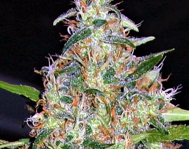 Big Head Seeds - Bubblehead #13 cannabis seed