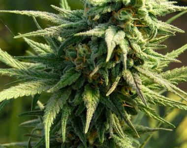 Big Head Seeds - Buzz n Smiles cannabis seed