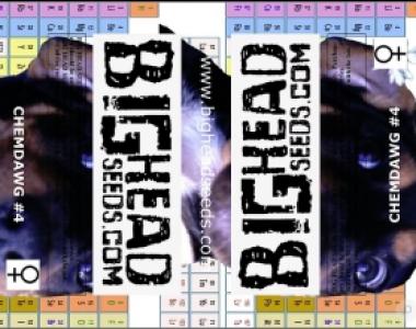 Big Head Seeds - Chemdawg #4 cannabis seed