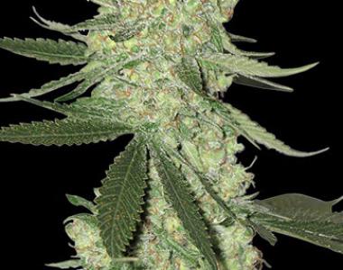 Big Head Seeds - Big Stilton Auto cannabis seed