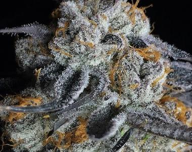 Big Head Seeds - Crystal Gelato cannabis seed