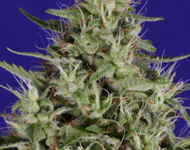 Big Head Seeds - Dogstar Dawg cannabis seed