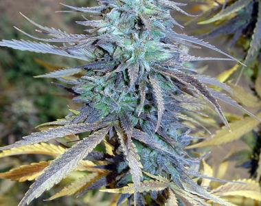 Big Head Seeds - Easy AK XL cannabis seed