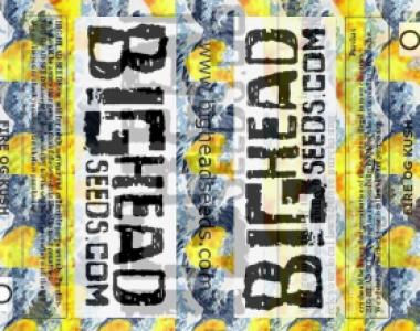 Big Head Seeds - Fire OG Kush cannabis seed