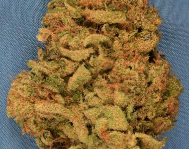 Big Head Seeds - Gorilla Zkittels cannabis seed