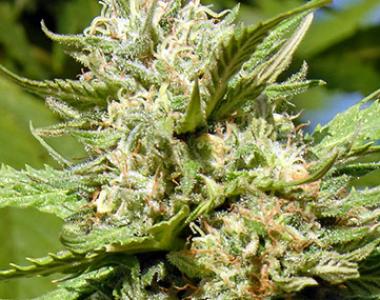 Big Head Seeds - Headstone cannabis seed