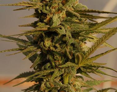 Big Head Seeds - Julie\'s Cookies Auto cannabis seed