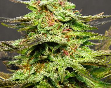Big Head Seeds - Julies Cookies cannabis seed