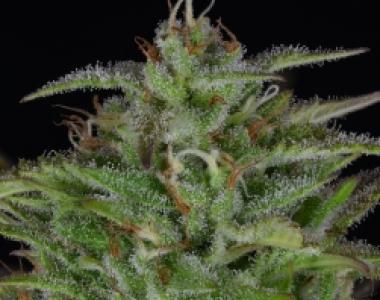 Big Head Seeds - Sherbert Dab cannabis seed
