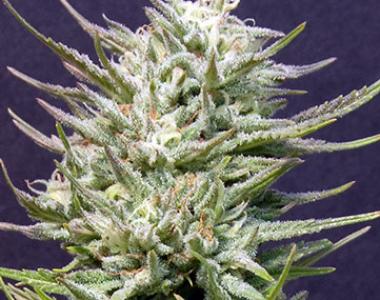 Big Head Seeds - Big Freeze cannabis seed
