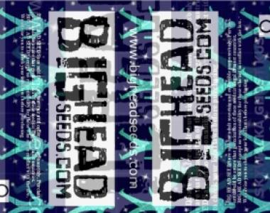 Big Head Seeds - Skywalka Ghost Kush cannabis seed