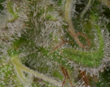Big Head Seeds - Sour Diesel cannabis seed