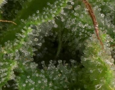 Big Head Seeds - Strawberry Banana cannabis seed