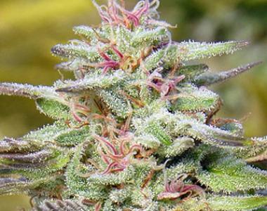 Big Head Seeds - THC Pro cannabis seed