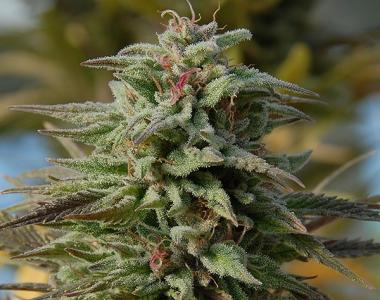 Big Head Seeds - Trippy Gorilla Auto cannabis seed