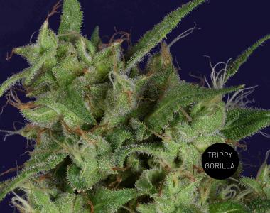 Big Head Seeds - Trippy Gorilla cannabis seed